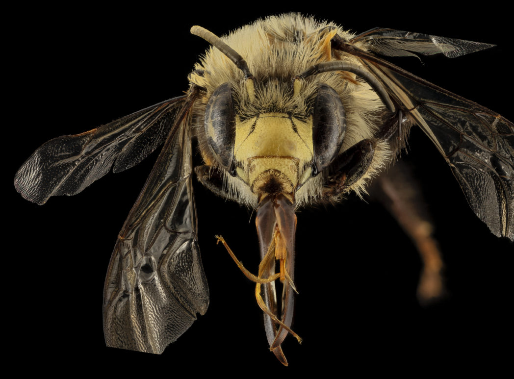 Male Mustached mud bee, Anthrophora abrupta