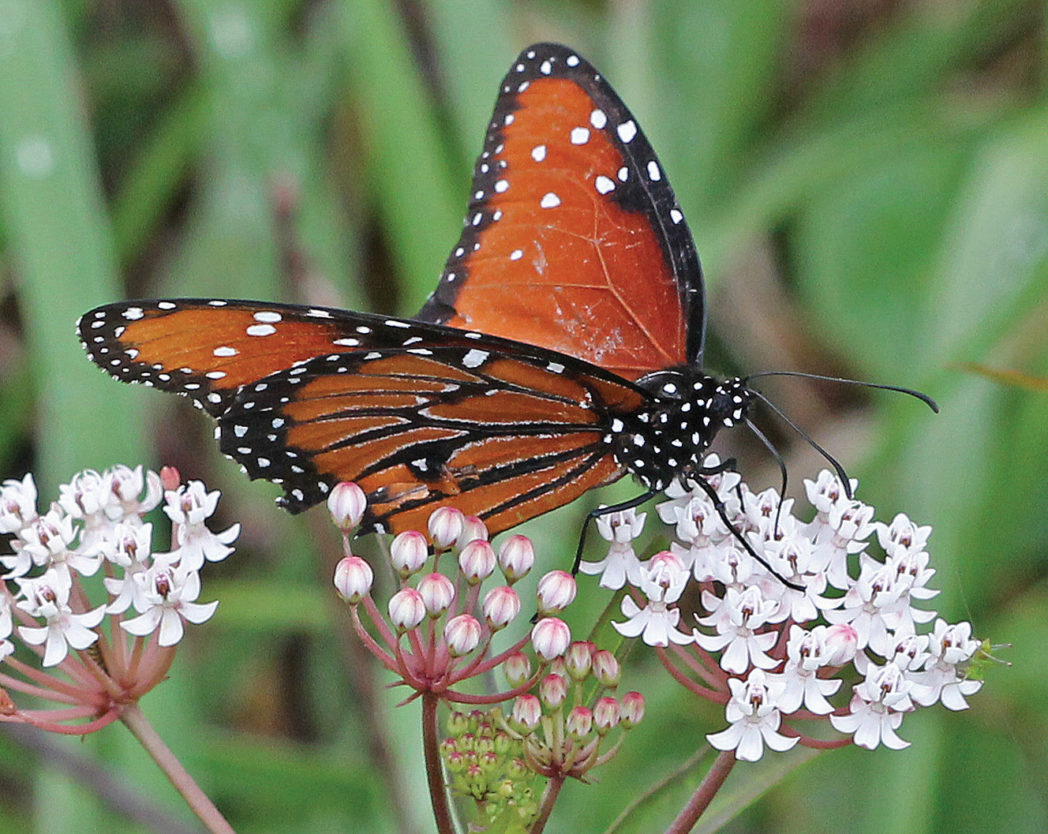 Queen butterfly on Swamp milkweed, Asclepias perennis