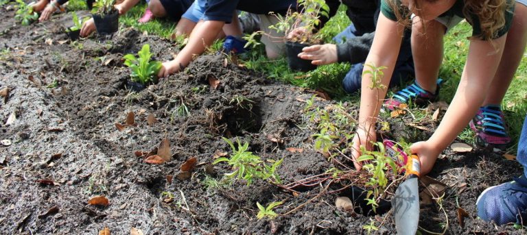 Wildflower gardens to flourish at 33 schools across Florida