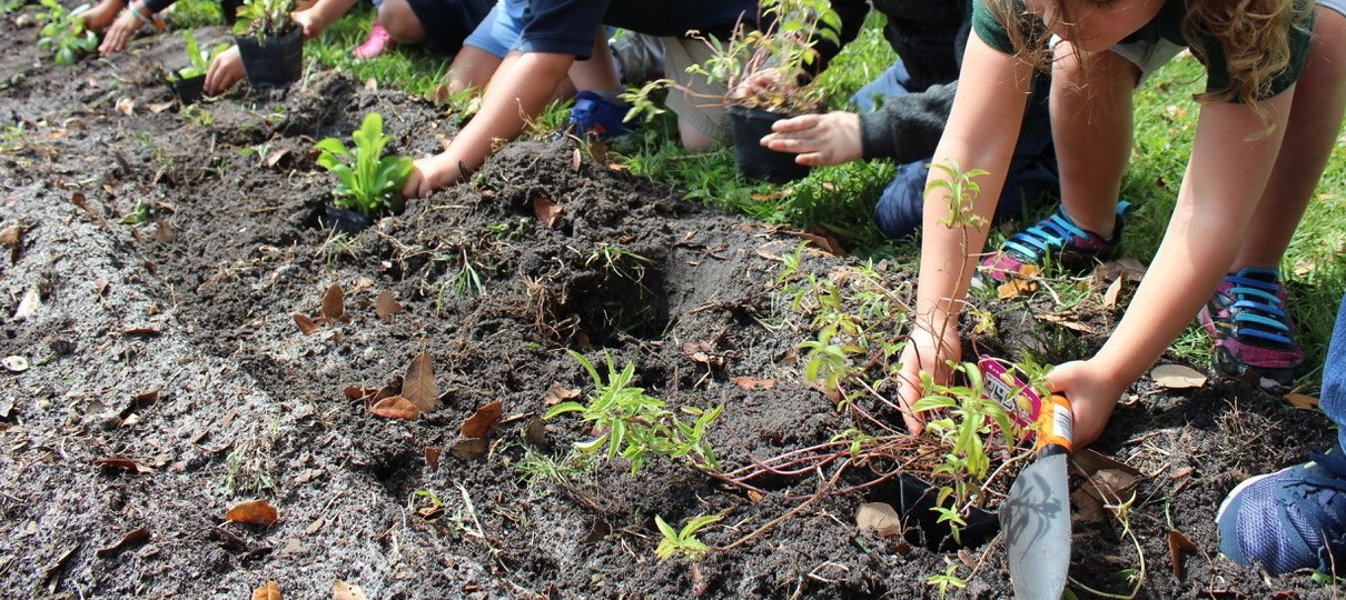 Children's hands planting wildflowers in a garden