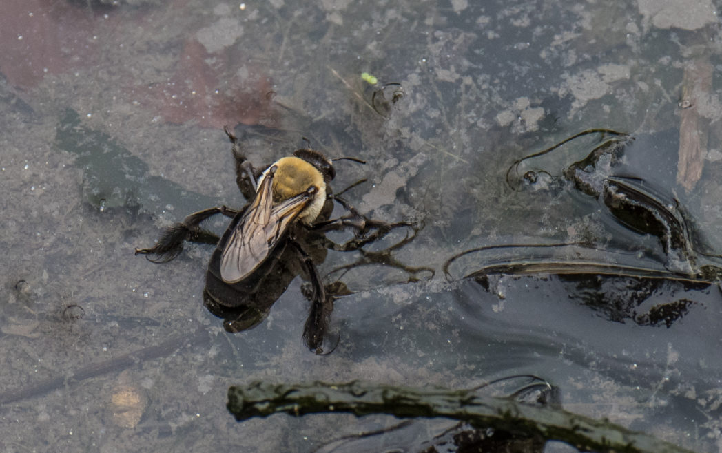 Hibiscus bee, Ptilothrix bombiformis, collecting water to soften soil at her nest site