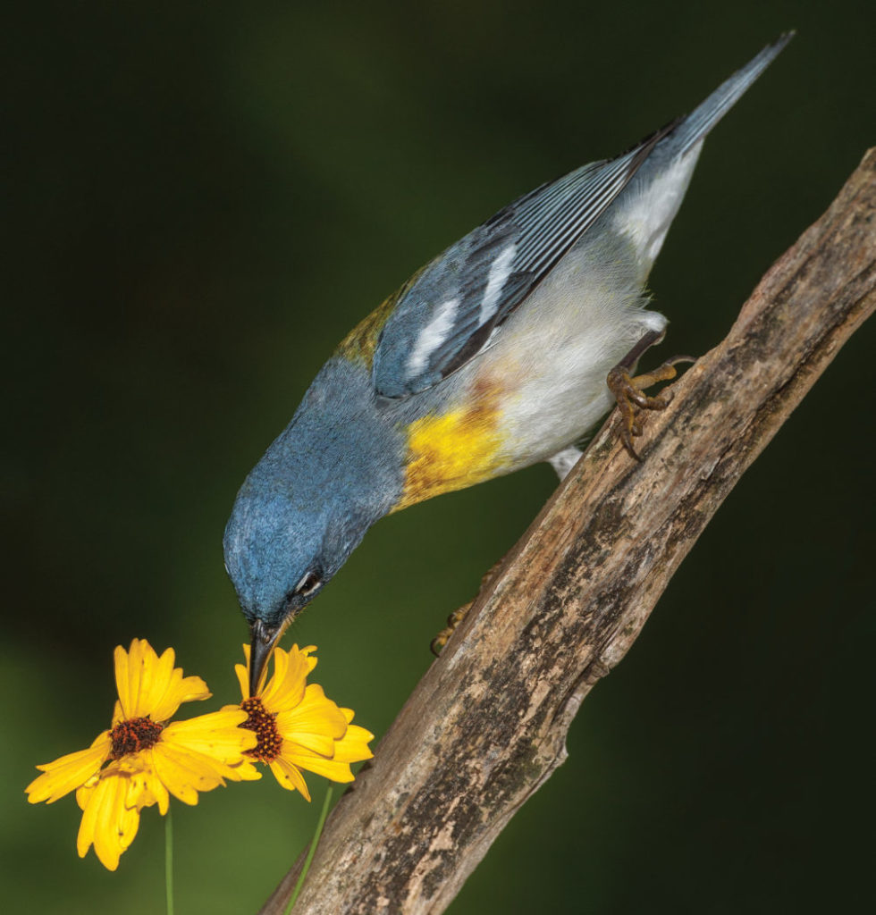 Northern parula on Coreopsis