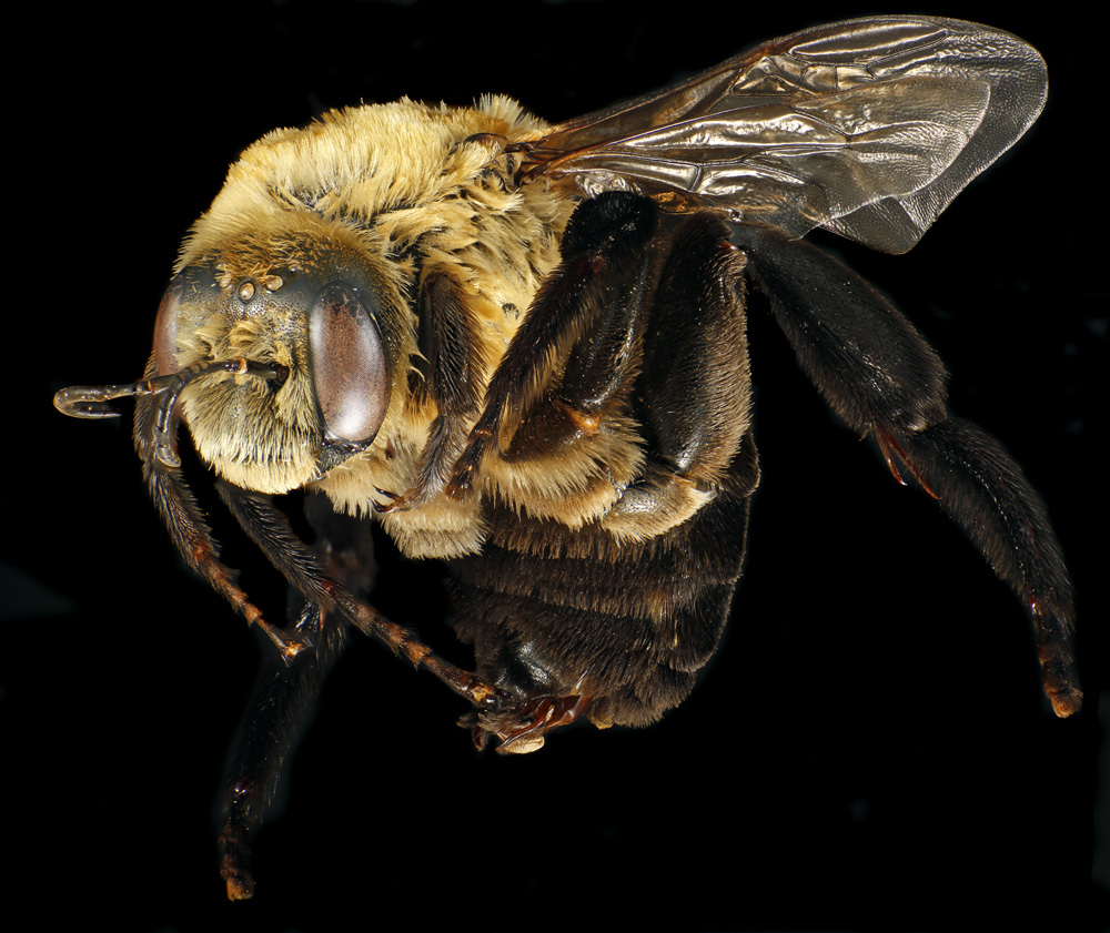 Hibiscus bee, Ptilothrix bombiformis