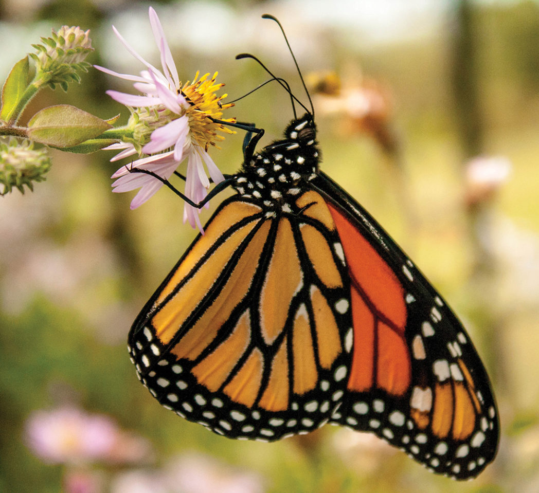 Monarch on Climbing aster, Symphyotrichum carolinianum