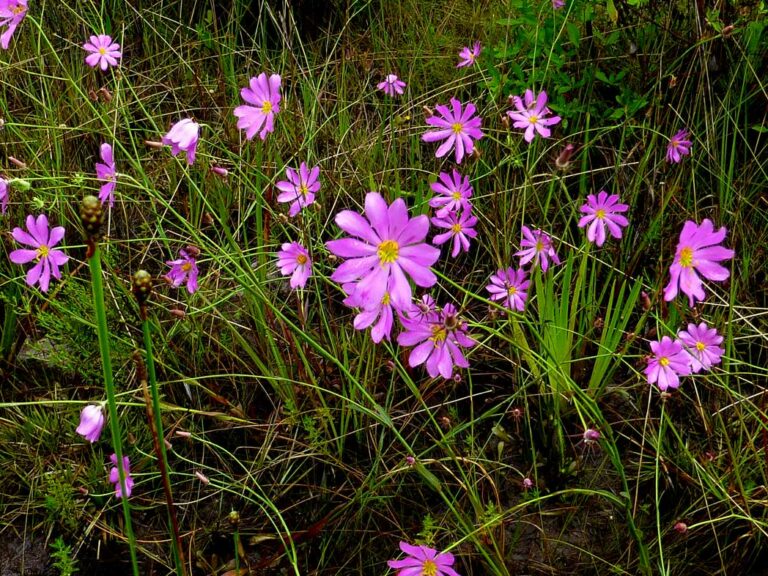 Bartram’s rosegentian