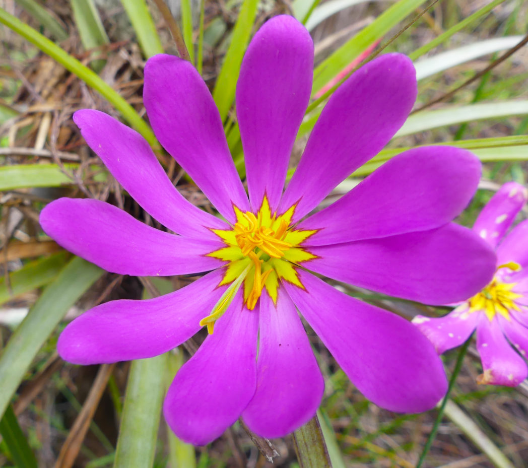 Bartram's rosegentian, Sabatia decandra