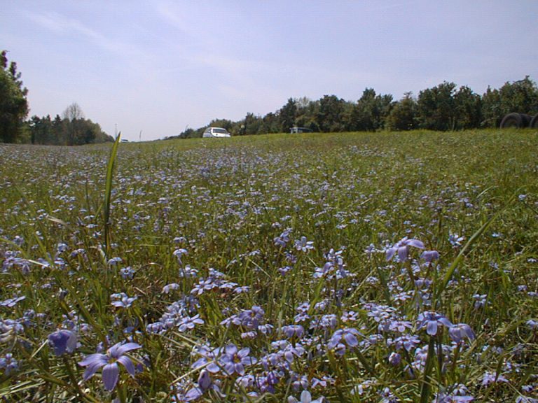 Bloom Report: Early spring brings the blues