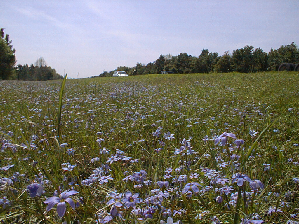 Field of Blue-eyed grass along roadside