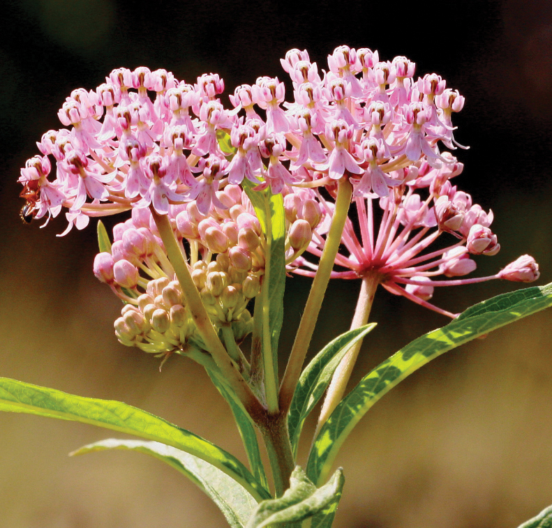 Pink milkweed, Asclepias incarnata