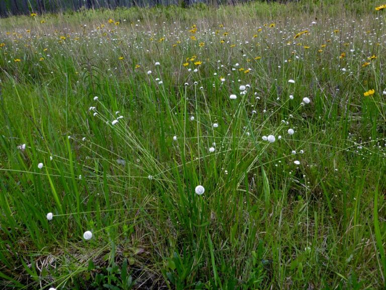 Tenangle pipewort