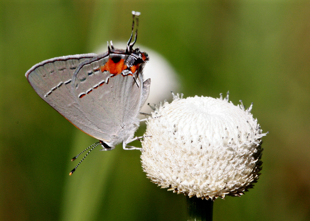 Gray hairstreak on Tenangle pipewort