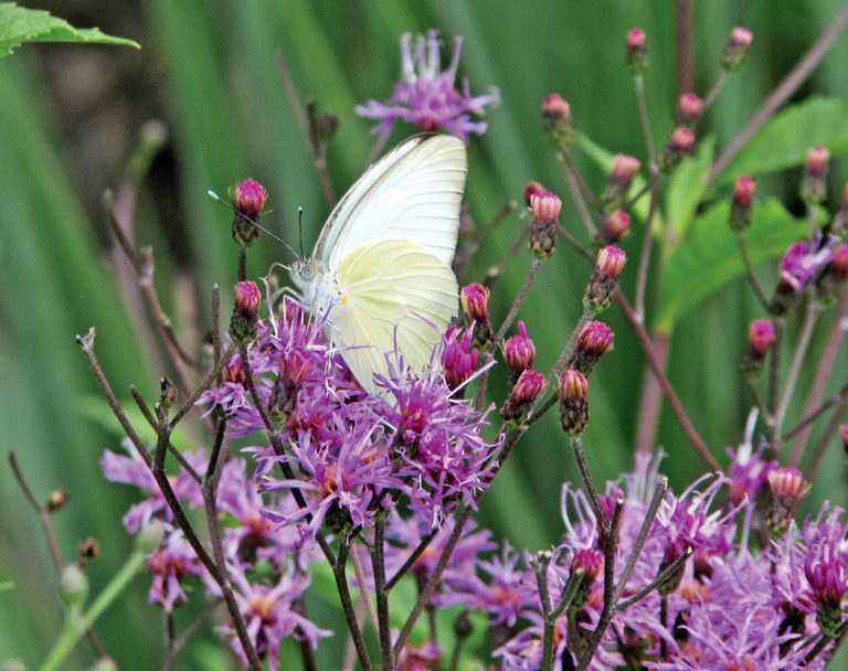 Giant ironweed