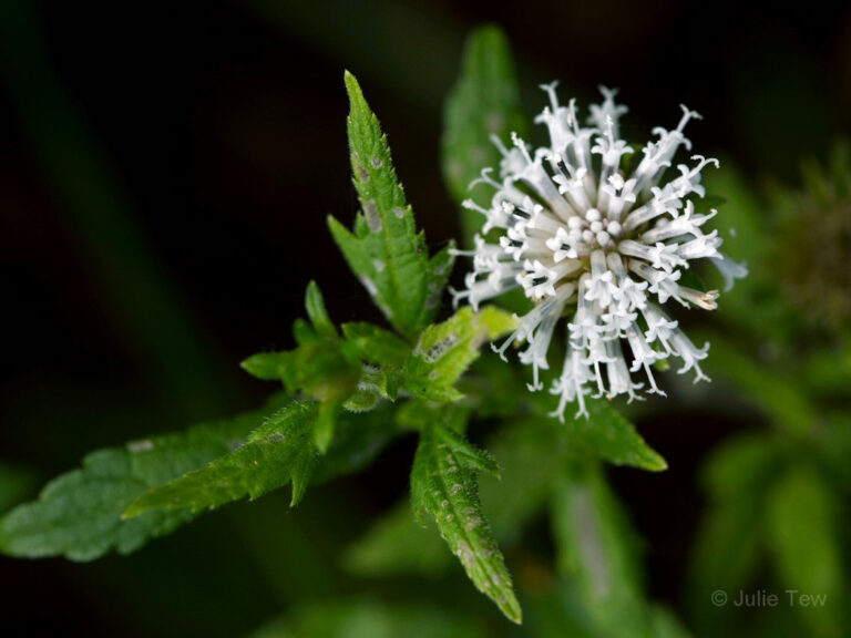 Snow squarestem