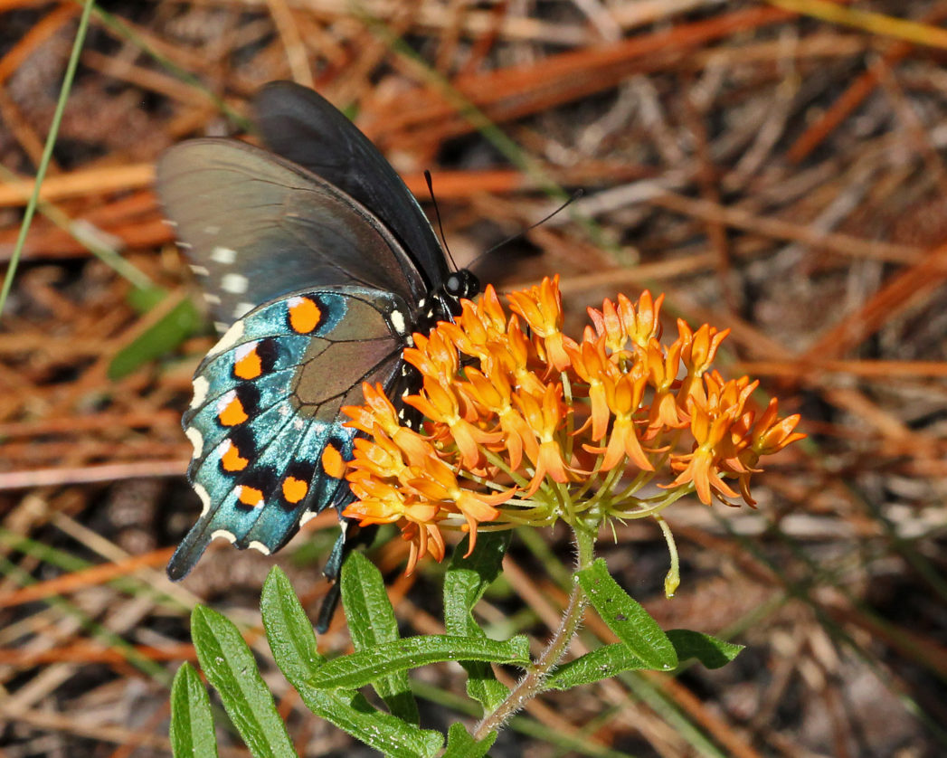 Pipevine swallowtail on Butterflyweed, Asclepias tuberosa