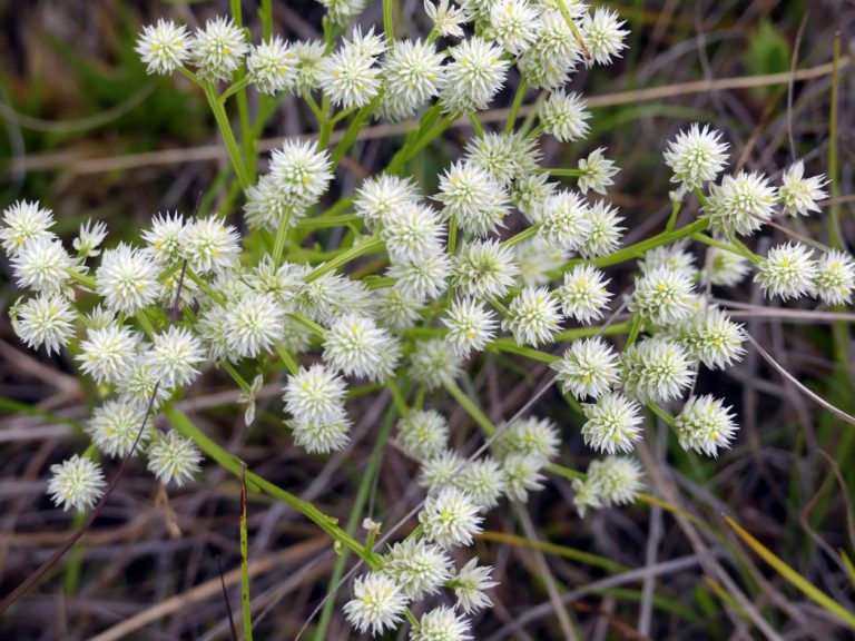 Baldwin’s milkwort