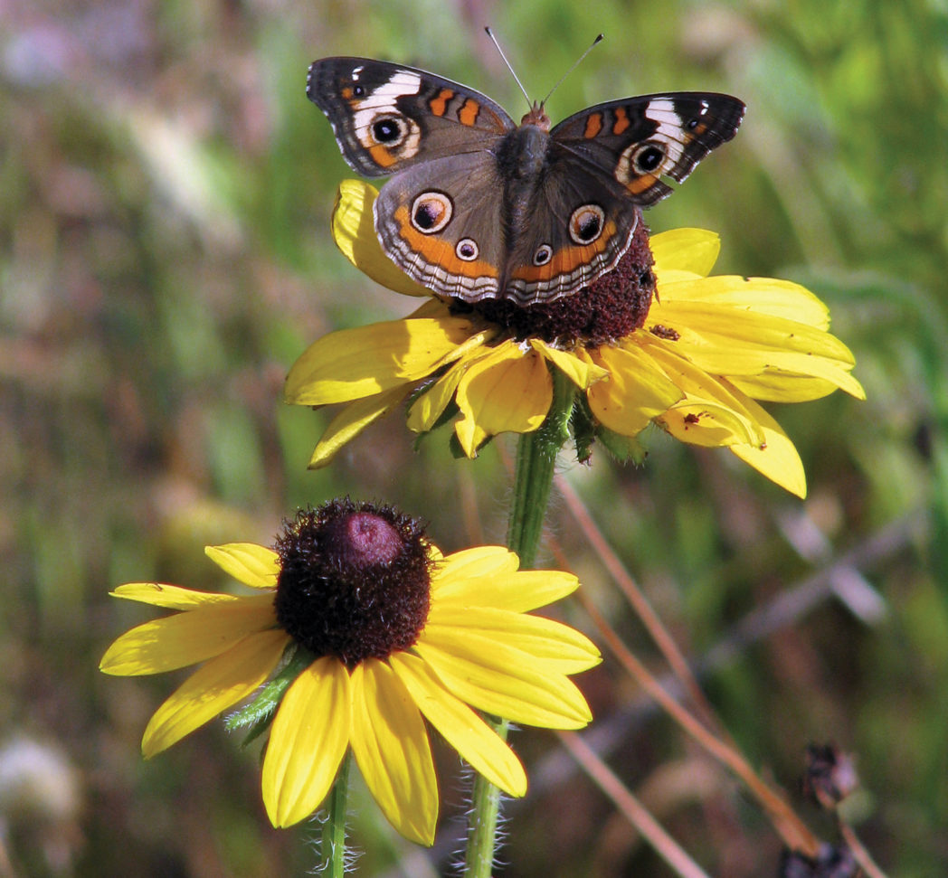 Common buckeye on Black-eyed Susan