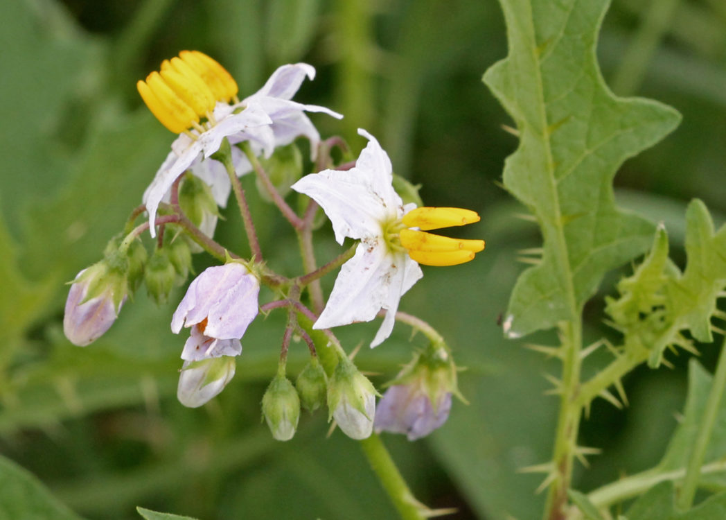 Carolina horsenettle, Solanum carolinense