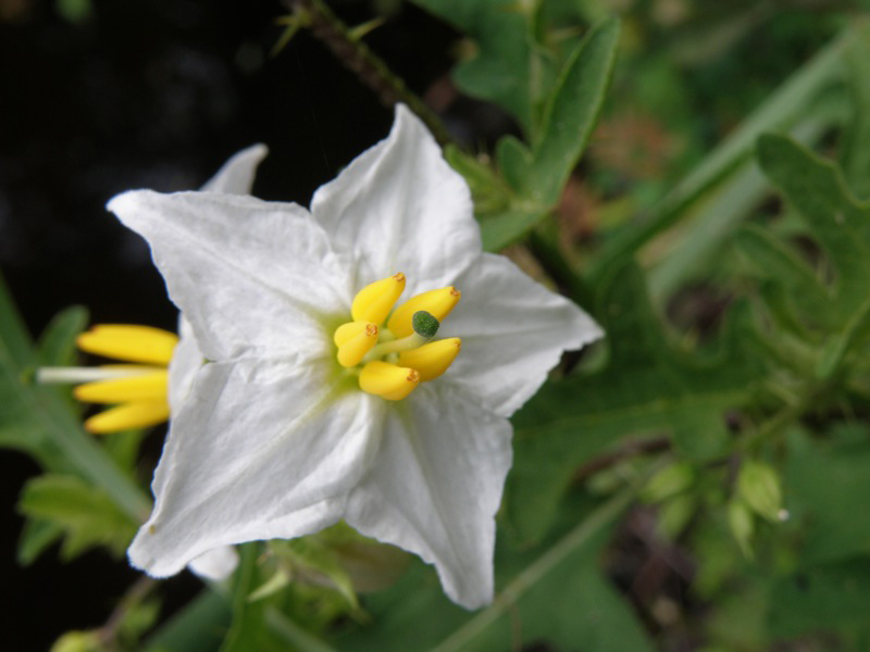 Carolina horsenettle, Solanum carolinense