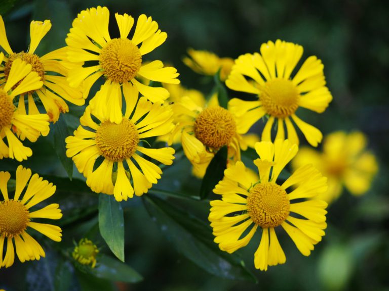 Common sneezeweed, Helenium autumnale