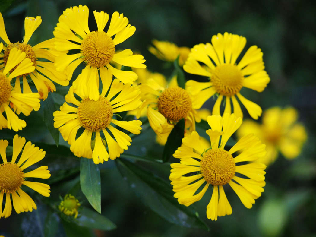 Common sneezeweed, Helenium autumnale