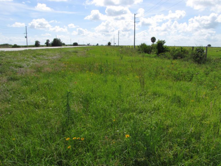 Research tackles the issue of weed seeds in soil banks