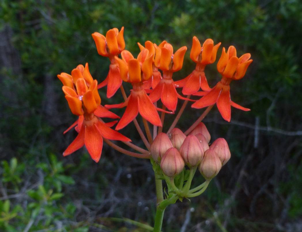 Fewflower milkweed, Asclepias lanceolata