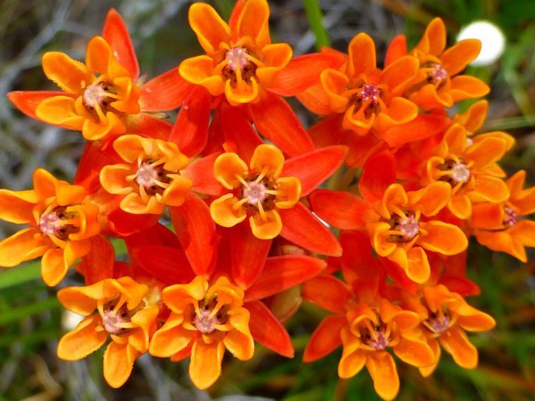 Fewflower milkweed