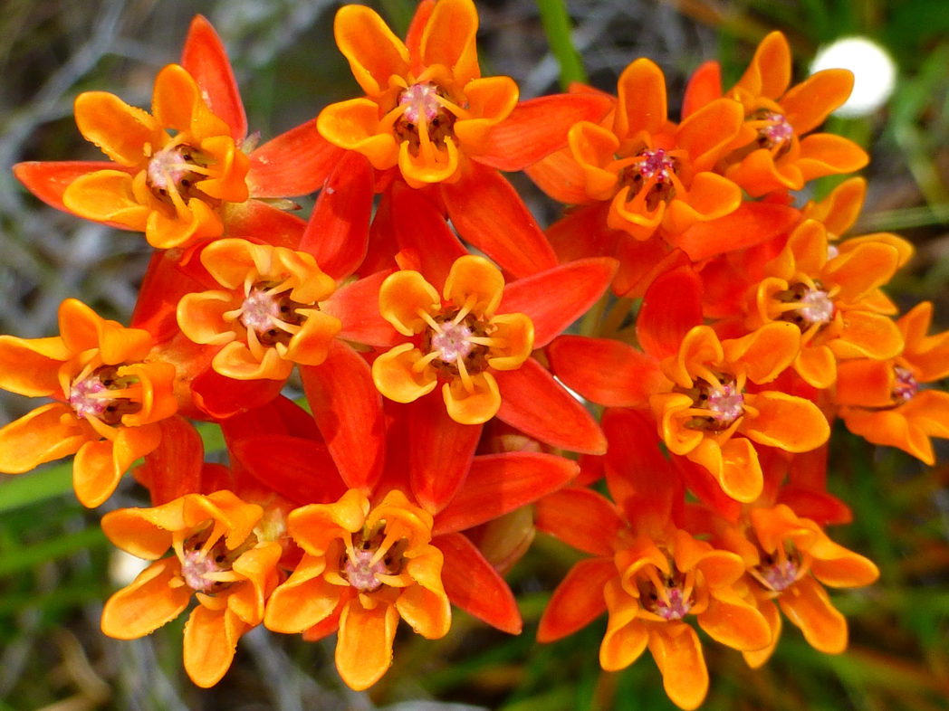 Fewflower milkweed, Asclepias lanceolata