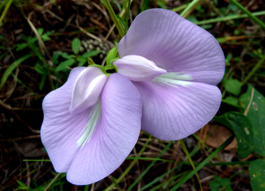 Spurred butterfly-pea, Centrosema virginianum