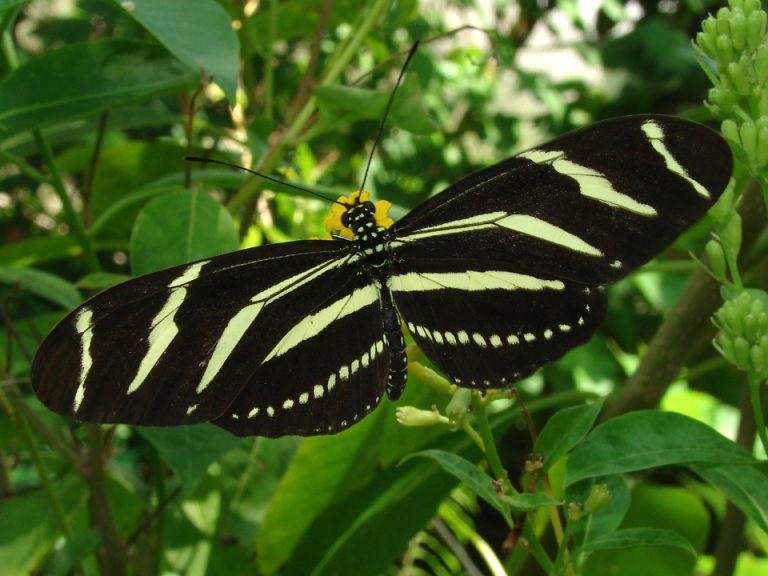 Zebra longwing