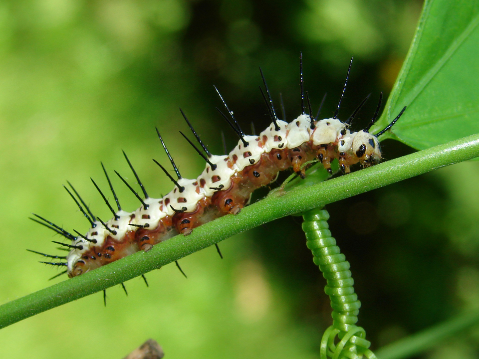 Zebra longwing caterpillar
