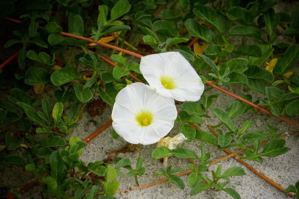 Beach morning glory flowers, vining stems and leaves. 