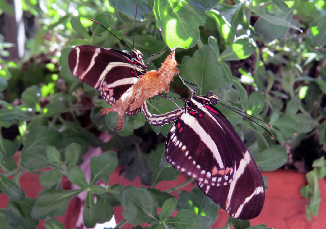 Zebra longwing butterflies mating on empty chrysalis