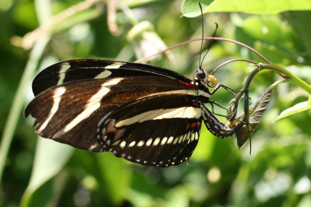 Zebra longwing with visible proboscis