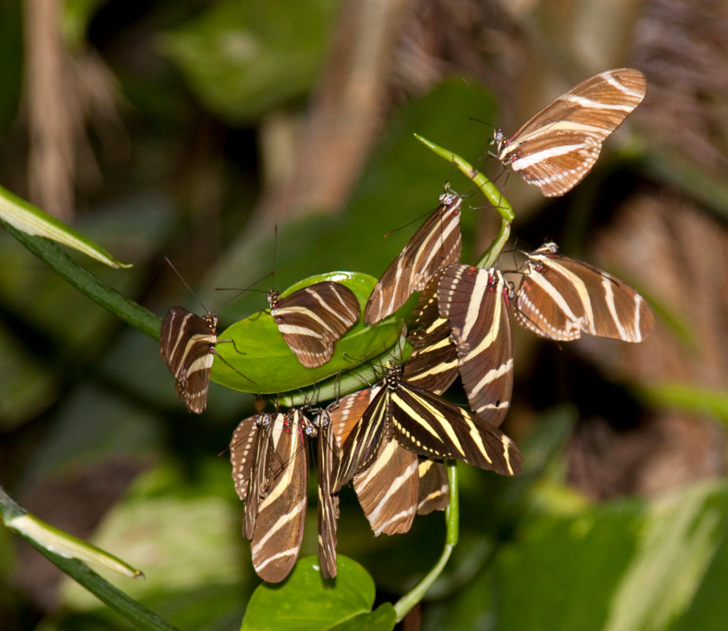 Roosting Zebra longwing butterflies