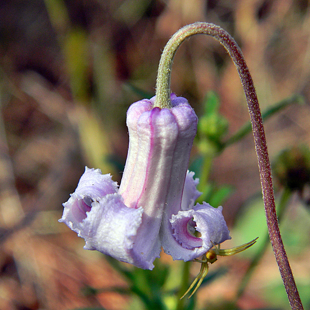 Pine-hyacinth, Clematis baldwinii