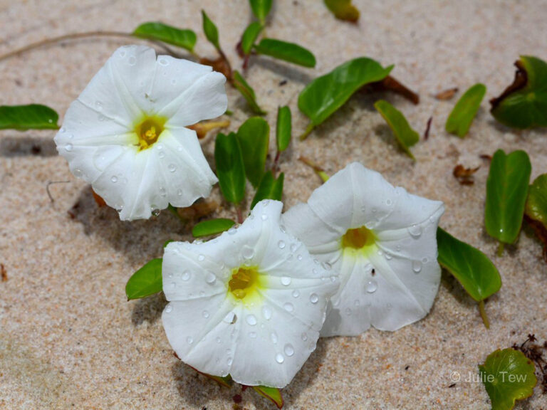 Beach morning glory