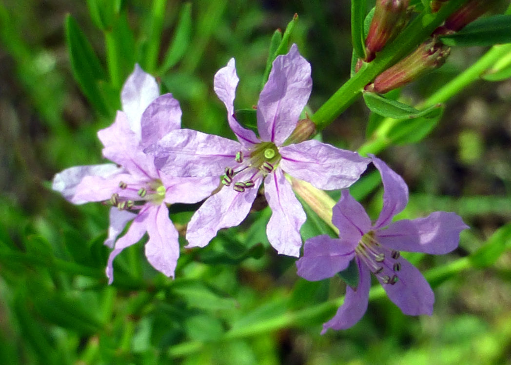 Winged loosestrife, Lythrum alatum