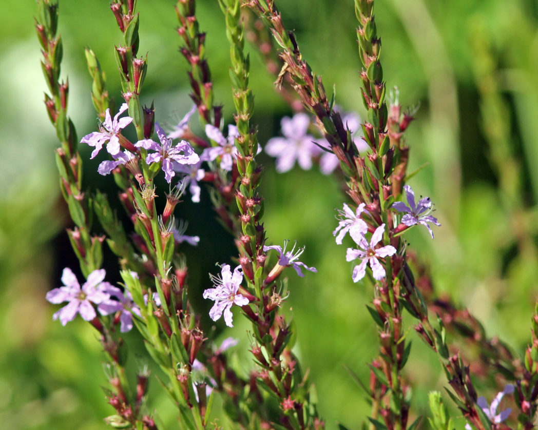 Winged loosestrife, Lythrum alatum