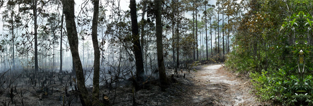 prescribed fire at UCF Arboretum