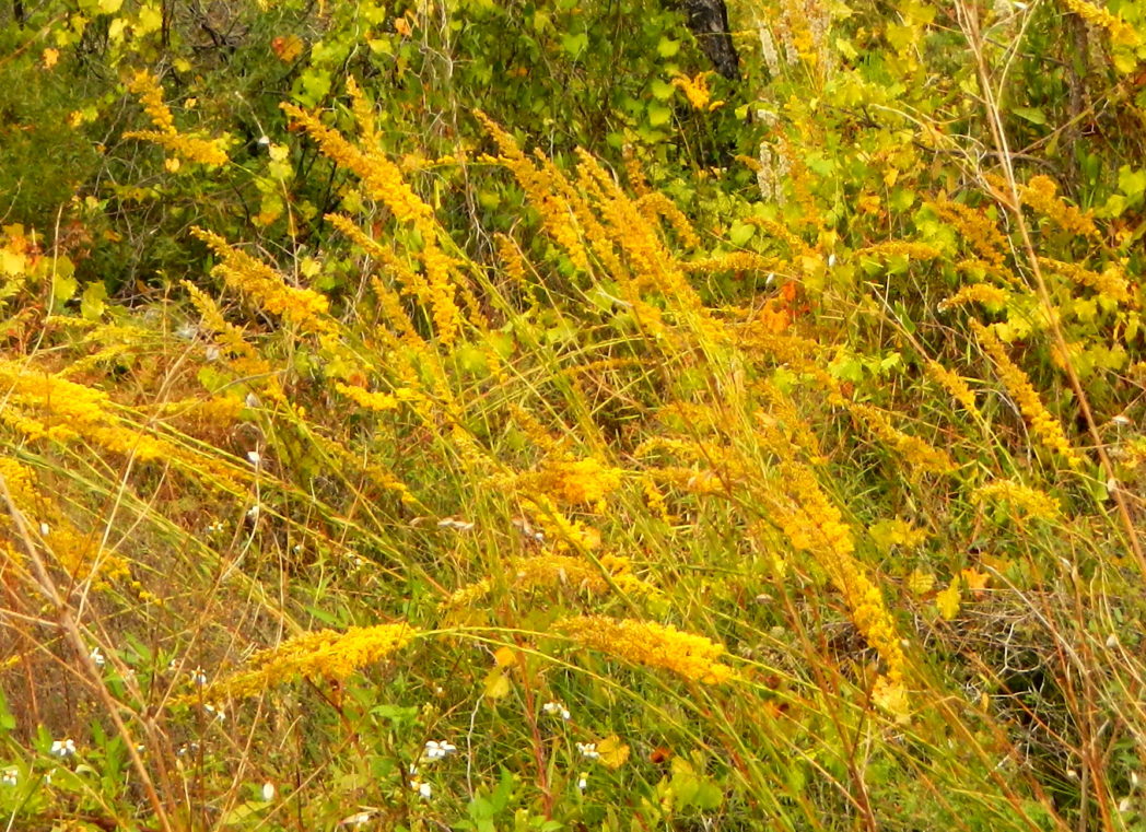 Goldenrod, Solidago species