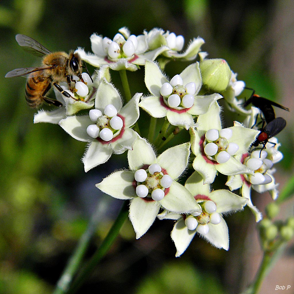 White twinevine, Sarcostemma clausum, Funastrum clausum