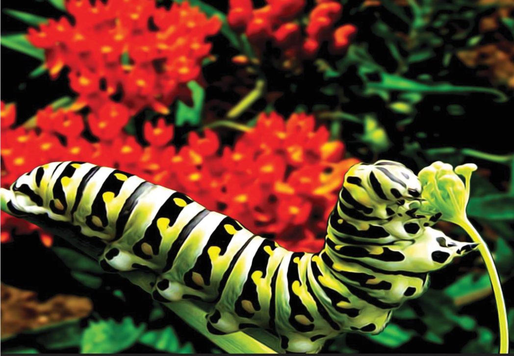Monarch caterpillar on milkweed