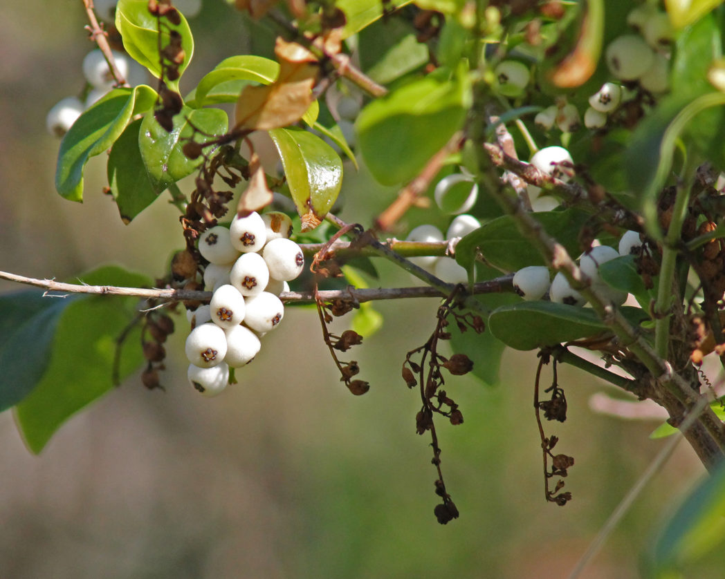 White berries, Snowberry, Chiococca alba) by Mary Keim