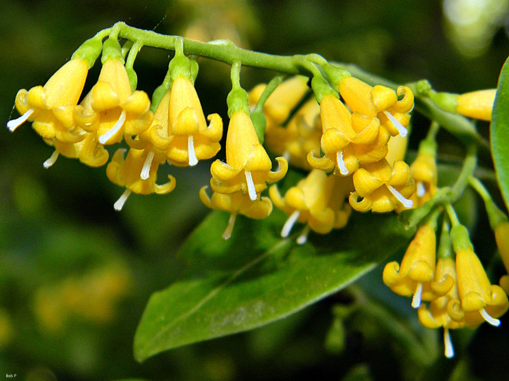 Snowberry, Chiococca alba