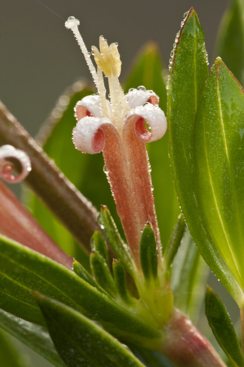 Close-up of a pink tubular Beach creeper flower with white-tipped petals and green leaves.
