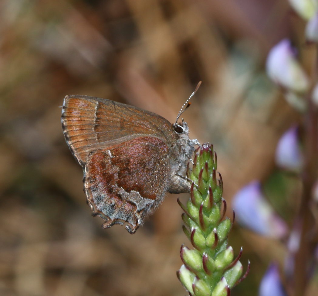 Frosted elfin butterfly