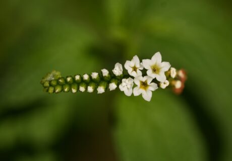 Close-up of Scorpionstail flower spike.