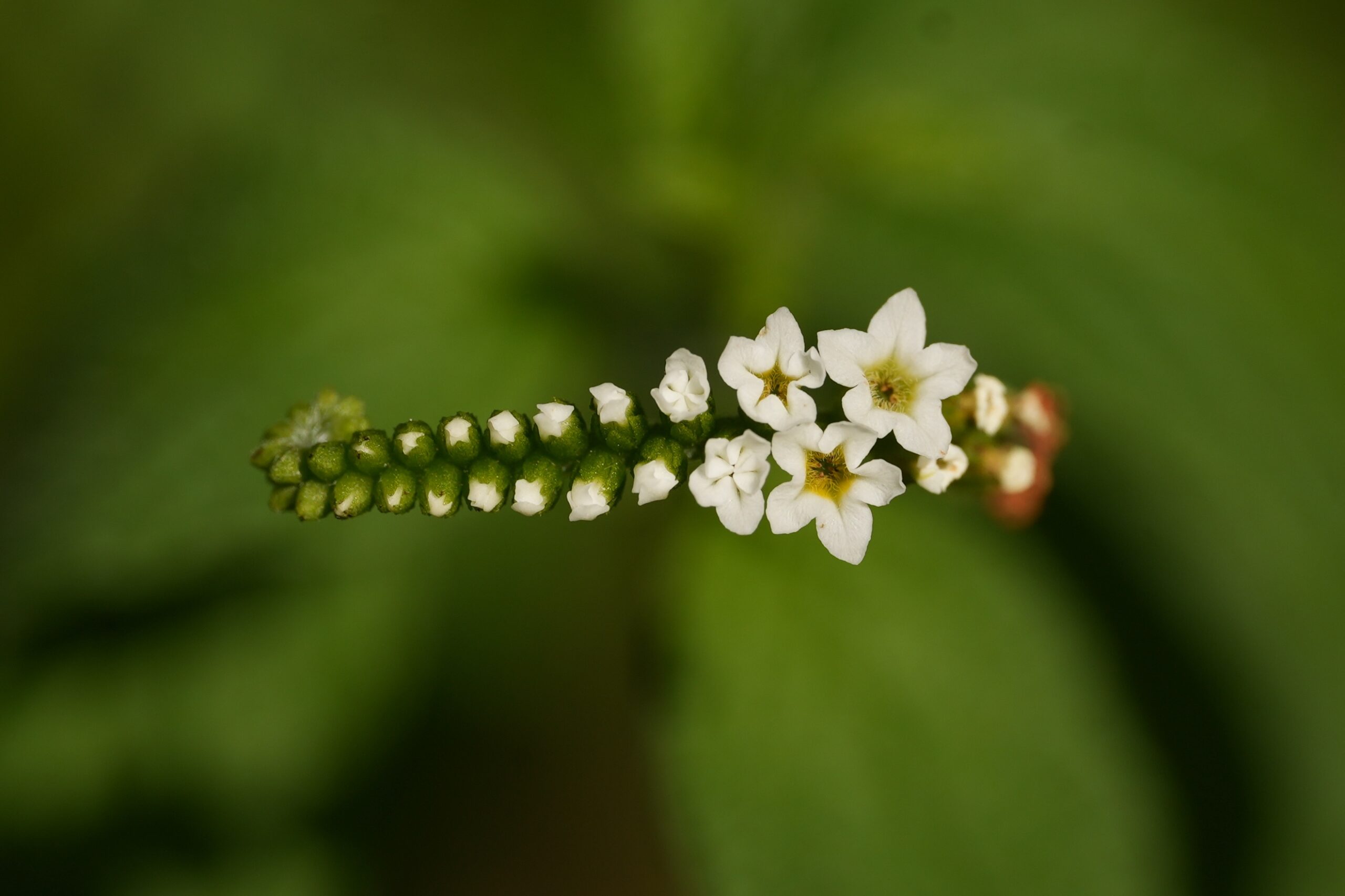 Close-up of Scorpionstail flower spike.