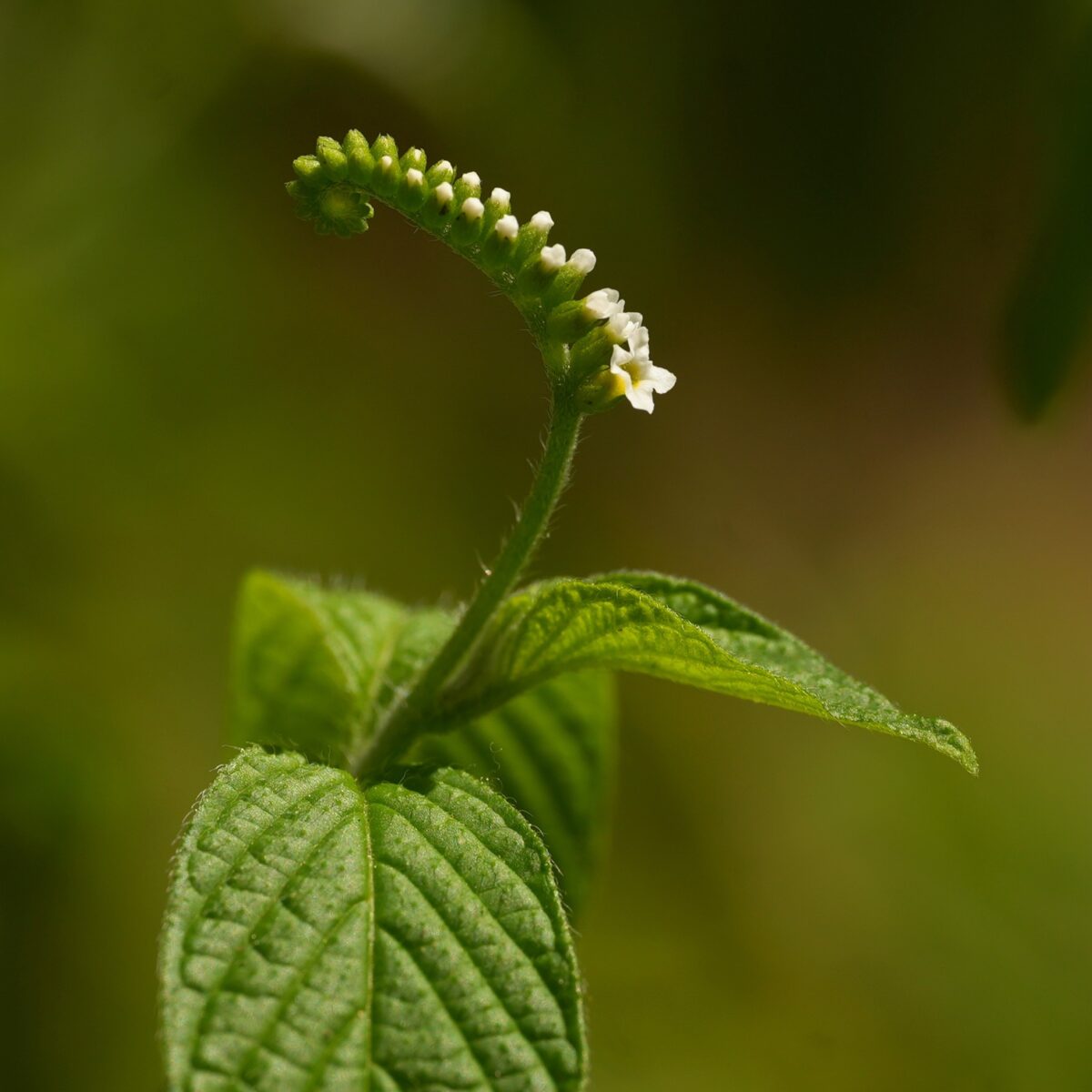 Side view of Scorpionstail inflorescence resembling a scorpion's tail. 